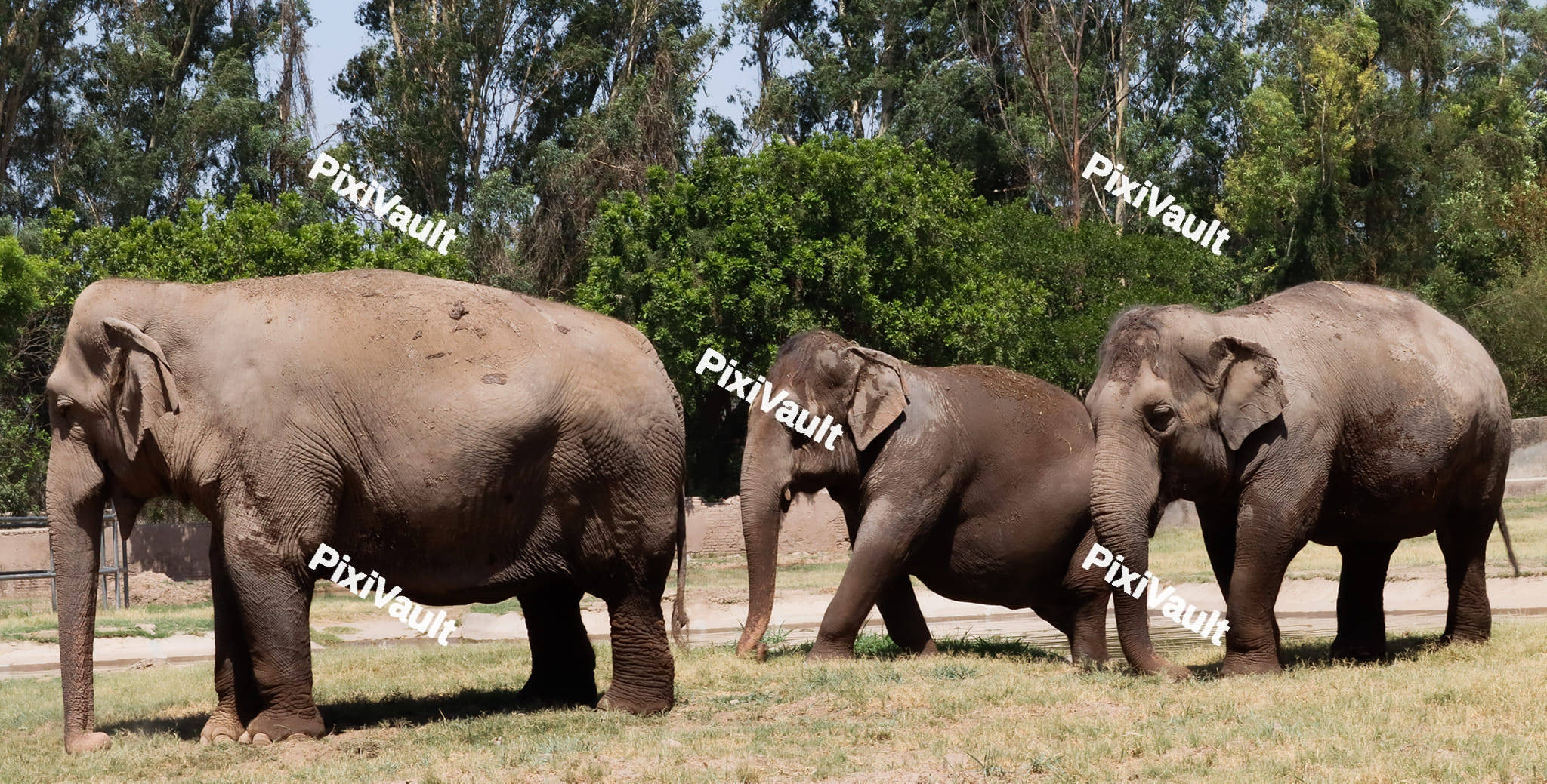 Grey Elephants